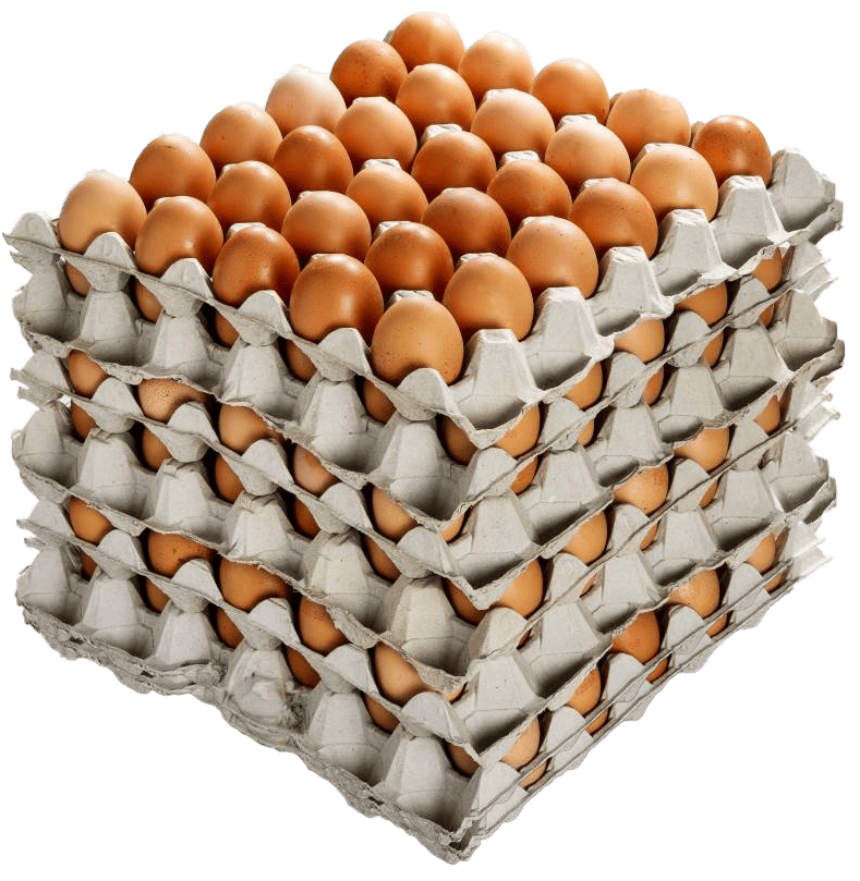 Large Eggs